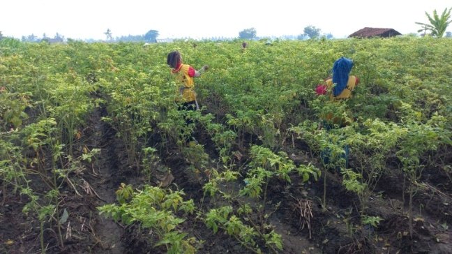 Petani sedang memetik cabai di lahan/RMOLJatim