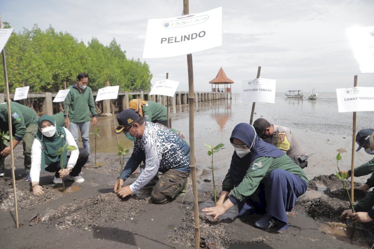 Penanaman bibit mangrove oleh Pelindo 3 Regional/Ist