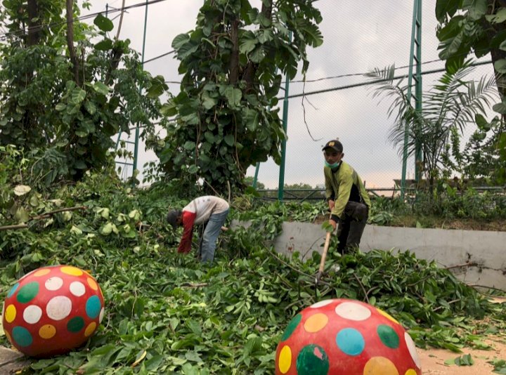 Petugas DKRTH Kota Surabaya melakukan perantingan pohon/Ist