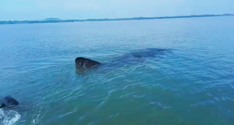 Hasil foto nelayan yang menjumpai hiu tutul di perairan Probolinggo/Ist 