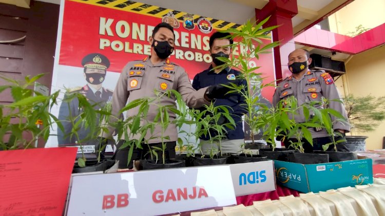 Kapolres Probolinggo AKBP Teuku Arsya Kadhafi saat menunjukkan tanaman ganja. /RMOLJatim