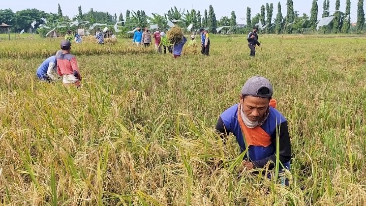 Kelompok Tani Kedurus Subur memanen beras merah/RMOLJatim