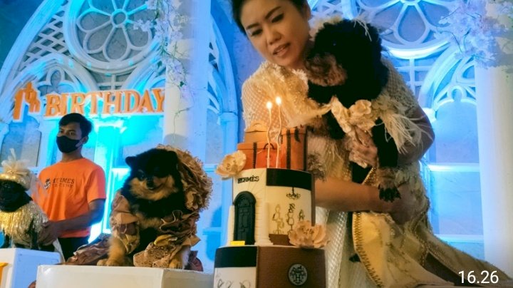 Perayaan ulang tahun Anjing berkonsep seperti manusia