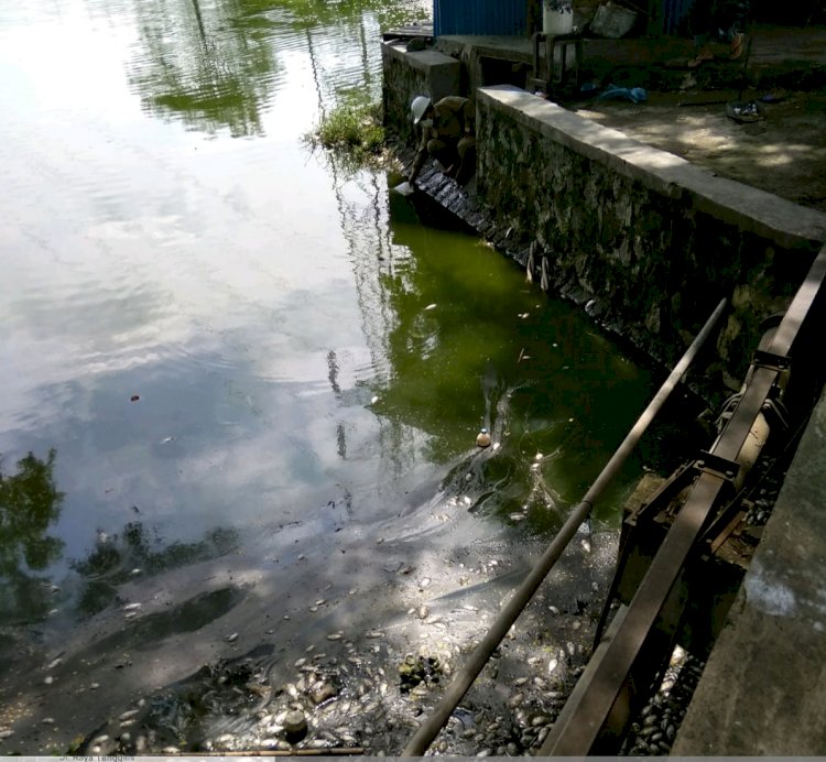 Ikan mati di Waduk SIER/RMOLJatim