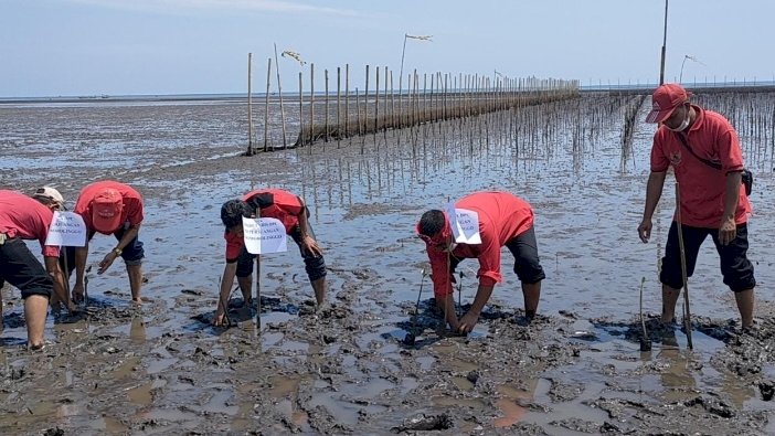 Pengurus PDI Perjuangan Kabupaten Probolinggo, menanam mangrove di Pantai Pesona. /RMOLJatim