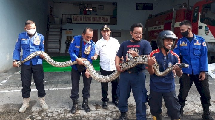 Ular yang dievakuasi / RMOLJatim