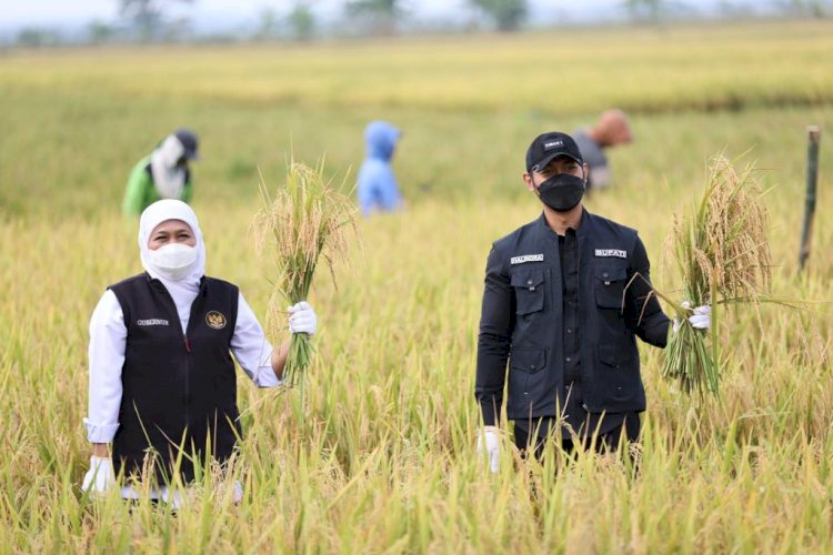 Gubernur Jawa Timur Khofifah Indar Parawansa bersama bupati Tuban Aditya Halindra sedang melakukan panen raya/ dok hms