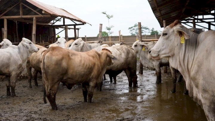 Program korporasi sapi di Kabupaten Kediri