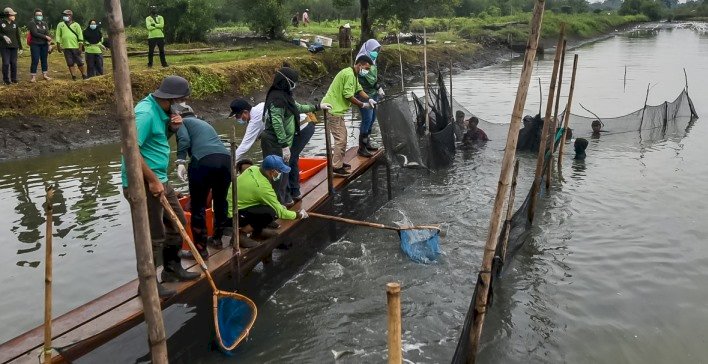 DKPP Surabaya saat panen ikan bandeng /ist