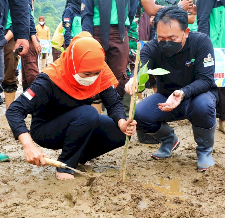 Gubernur Jatim Khofifah Indar Parawansa saat melakukan penanaman mangrove di Pantai Watumejo Mangrove Park Desa Kembang Kab. Pacitan, Sabtu (19/2).