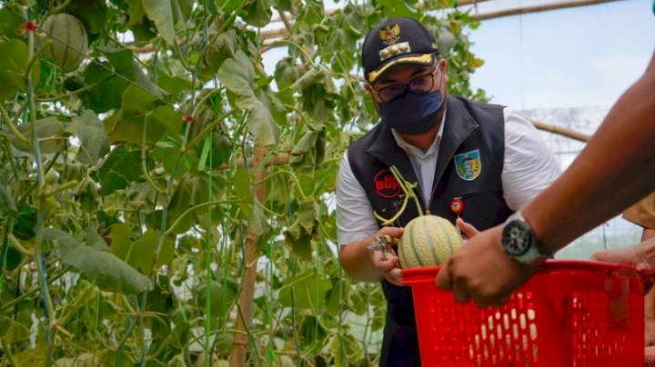 Bupati kediri saat memetik buah melon