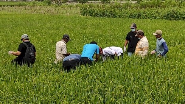 Petani memasang jebakan tikus di sawah