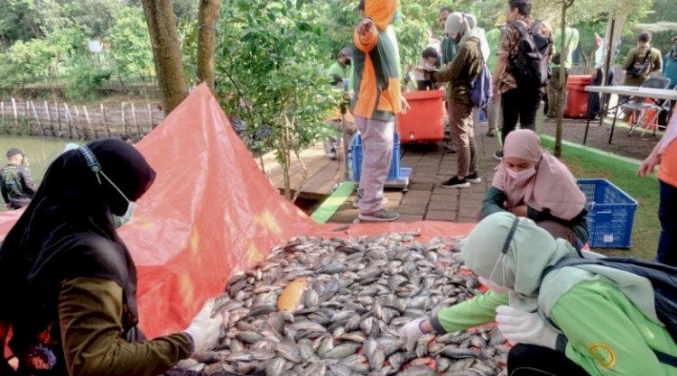 DKPP Surabaya panen dari budidaya Ikan Nila dan Mujair/RMOLJatim