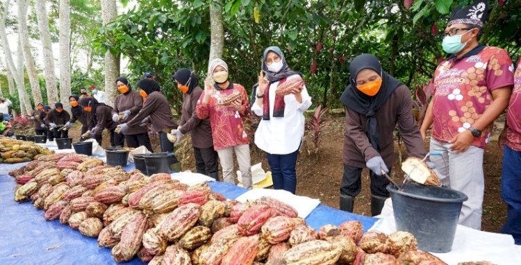 Bupati Banyuwangi Ipuk Fiestiandani usai memanen buah kakao di perkebunan Kendeng Lembu PTPN XII dalam Festival Cokelat Glenmore/Humas