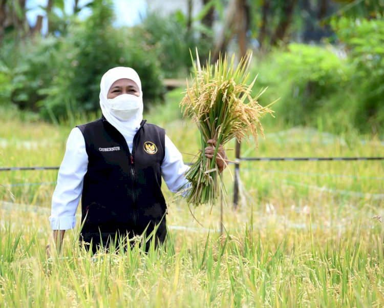 Gubernur Jawa Timur Khofifah Indar Parawansa melakukan Panen Raya dua jenis padi varietas unggul di lahan pertanian milik Kelompok Tani (Poktan) Morodadi Dusun Tanjung Desa Banjararum Kec. Singosari, Kabupaten Malang.