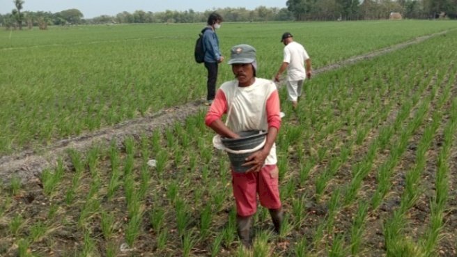 Petani di Kecamatan Paron tengah melakukan pemupukan pada tanaman padi.