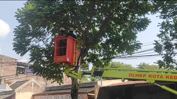 Petugas DLHKP Kota Kediri sedang memangkas pohon/RMOLJatim