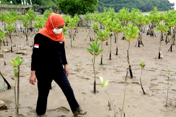 Gubernur Jawa Timur Khofifah Indar Parawansa saat menanam mangrove/ist