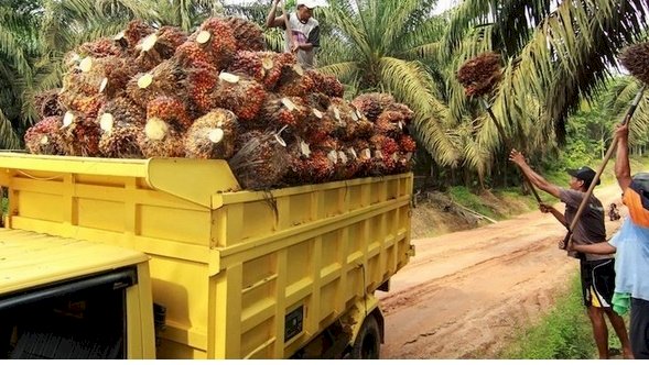 Kelapa sawit/ net 