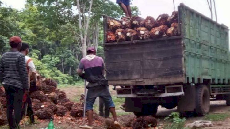 Petani sawit di Lampung Utara./RMOLLampung