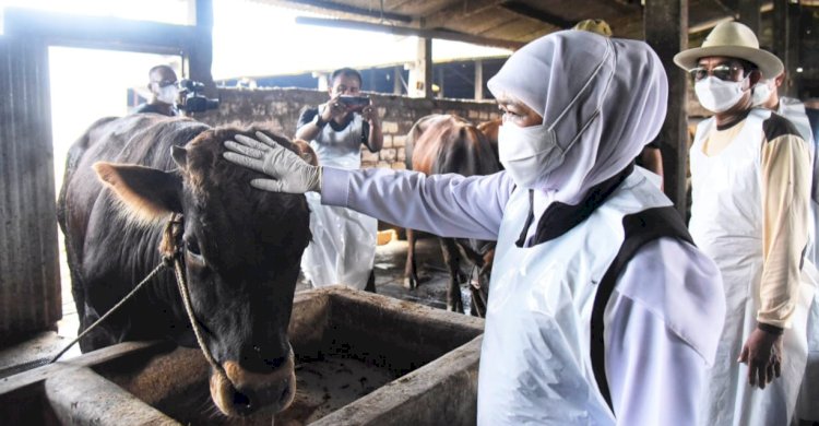 Khofifah Indar Parawansa saat meninjau peternakan Kelompok Tani Ternak Barokah Jaya di Desa Soko, Kecamatan Tikung, Lamongan/Ist