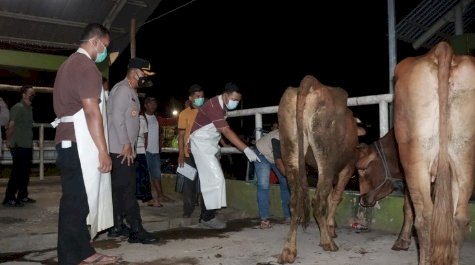 Ternak di Sidoarjo 