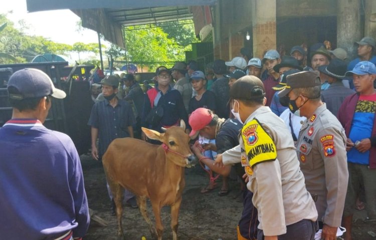  Petugas Kepolisian dan Dinas Peternakan dan Kesehatan Hewan saat memeriksa hewan ternak. /Ist