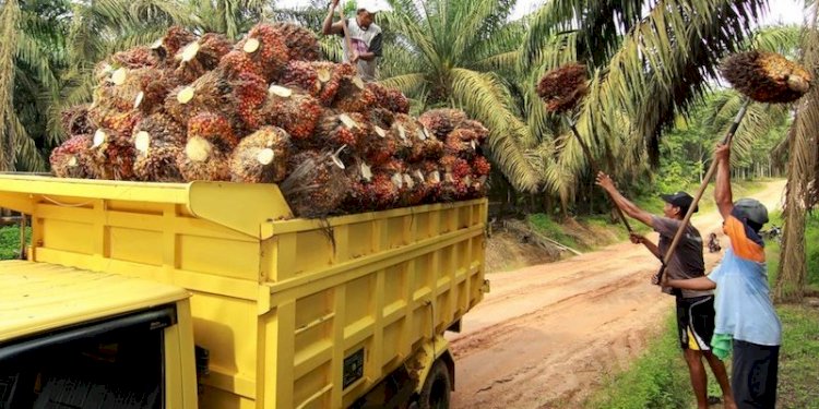 Para penggarap lahan sawit/Net