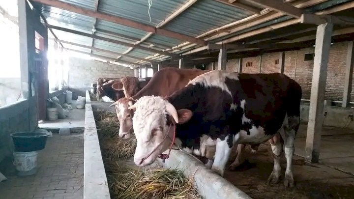 Salah satu peternakan sapi di Bondowoso/ist