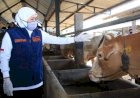 Gubernur Khofifah: Penyiapan Juleha Penting untuk Memberikan Kepastian Halal atas Hewan Kurban