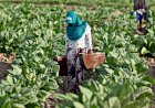 Harga Anjlok, Produksi Tembakau di Sumenep Menurun