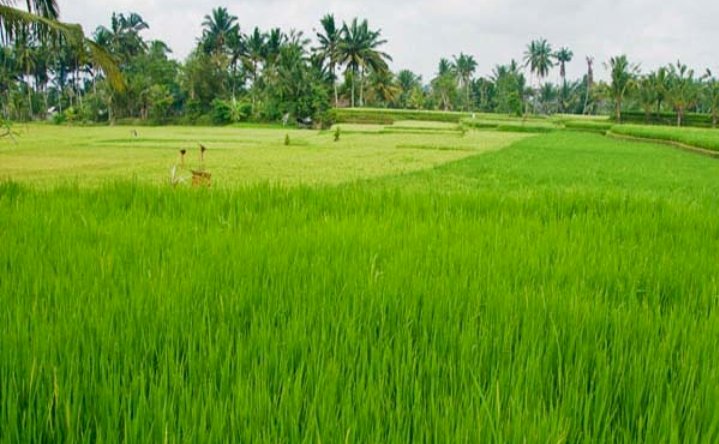 Areal persawahan di wilayah Pulau Bawean, Kabupaten Gresik/Ist