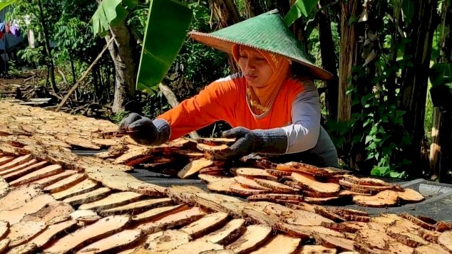 Petani umbi porang di Madiun/ist