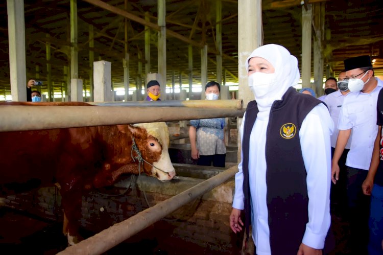 Gubernur Khofifah saat mengunjungi kandang sapi potong siap kurban di Dusun Wonokayun, Desa Wonokarang, Kec. Balongbendo Kabupaten Sidoarjo/Ist