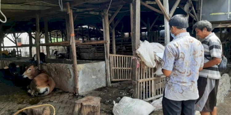 Petugas KPKP melakukan pemantauan hewan ternak kurban di Jakarta Utara/Ist