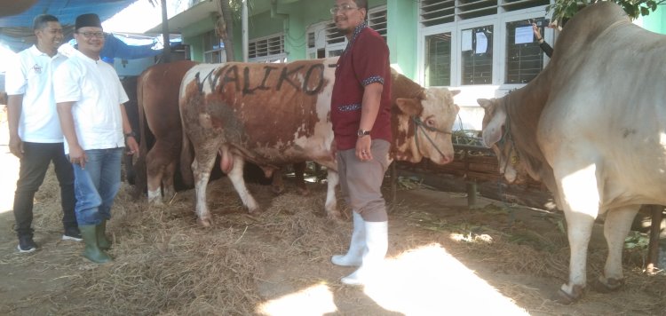 Fajar Arifianto Isnugroho menunjukkan Sapi Kurban milik Wali Kota Eri/RMOLJatim