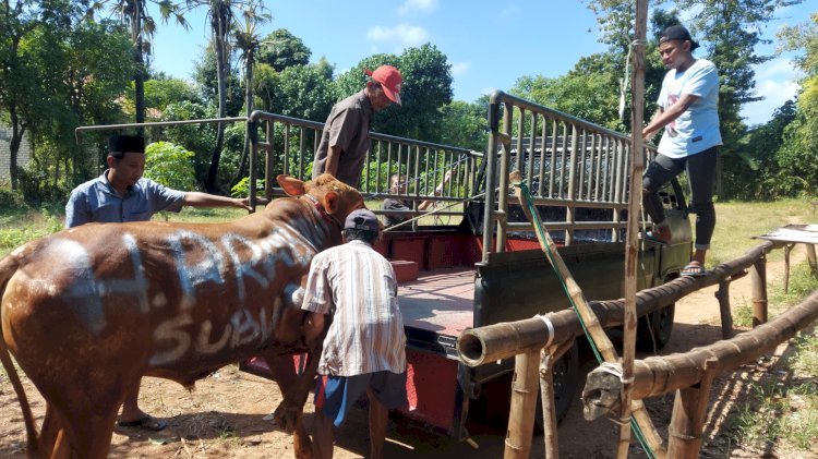 Sapi lemosin sumbangan dari Prabowo Subianto/ist