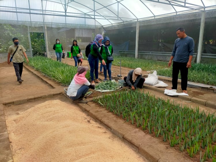 Bupati Kediri Hanindhito Himawan Pramana saat pembenihan nanas PK-1/RMOLJatim