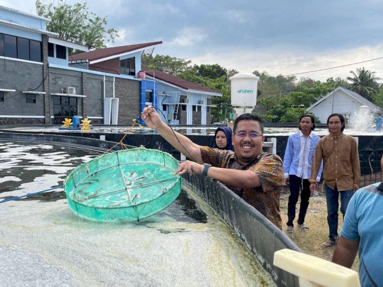 Anwar Sadad saat melihat budidaya udang vaname di Millennial Shrimp Farm (MSF) di Kabupaten Situbondo/Ist