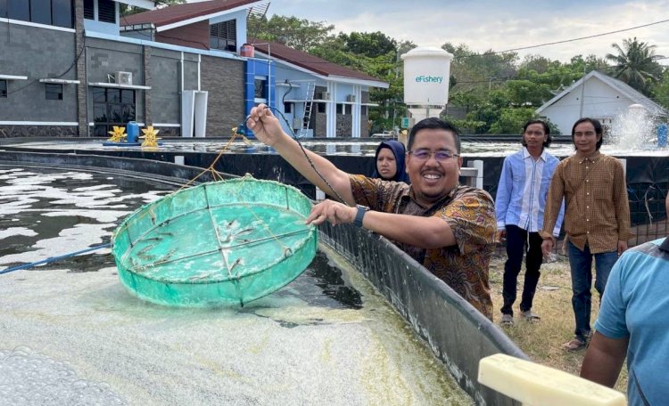 Anwar Sadad saat melihat budidaya udang vaname di Millennial Shrimp Farm (MSF) di Kabupaten Situbondo/Ist