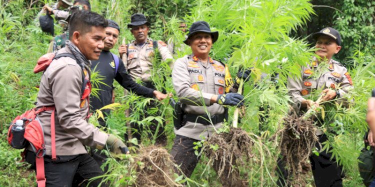 Pemusnahan ladang ganja di pidie/RMOLAceh