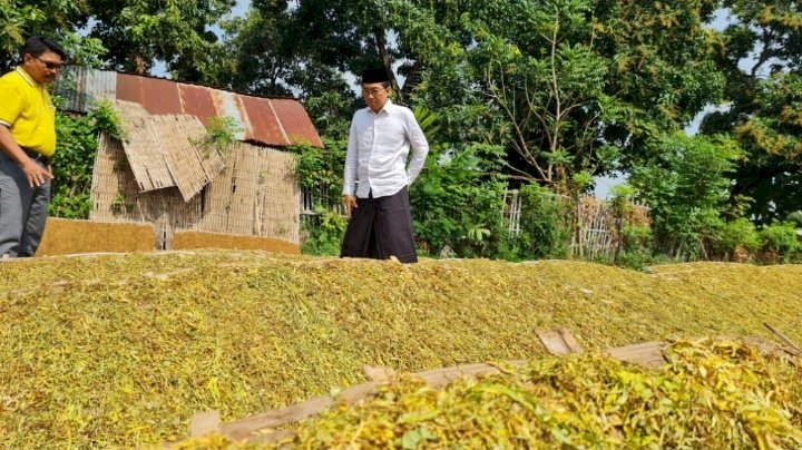 Faisol Riza saat meninjau Tembakau Milik Petani Probolinggo. /RMOLJatim