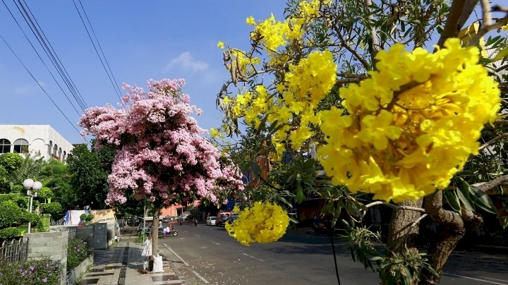 Tabebuya bermekaran di Kota Surabaya/ist