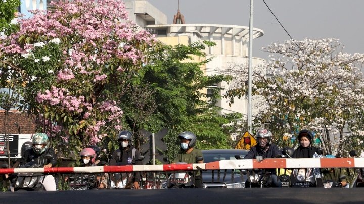 Bunga Tabebuya bermekaran di Kota Surabaya/ist