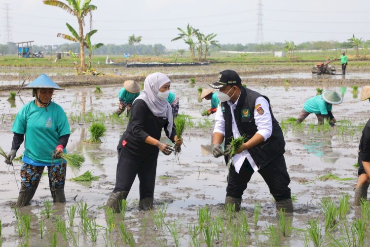 Gubernur Jawa Timur Khofifah Indar Parawansa saat melakukan tanam padi/ist