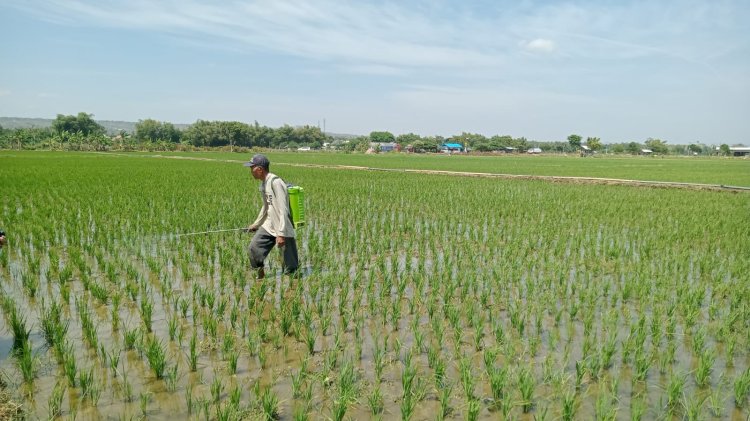 Seorang tetani di Tuban saat beraktivitas di lahan pertanian miliknya/RMOLJatim