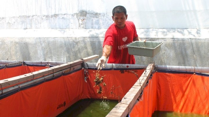 Teks foto: Petugas memberi makan ikan lele dengan maggot/ist