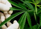Menu Ganja-Cannabis: Ulee Kareng, Amsterdam, dan New York