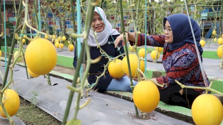 Teks foto: Rini Indriyani didampingi Antiek Sugiharti panen melon emas/RMOLJatim