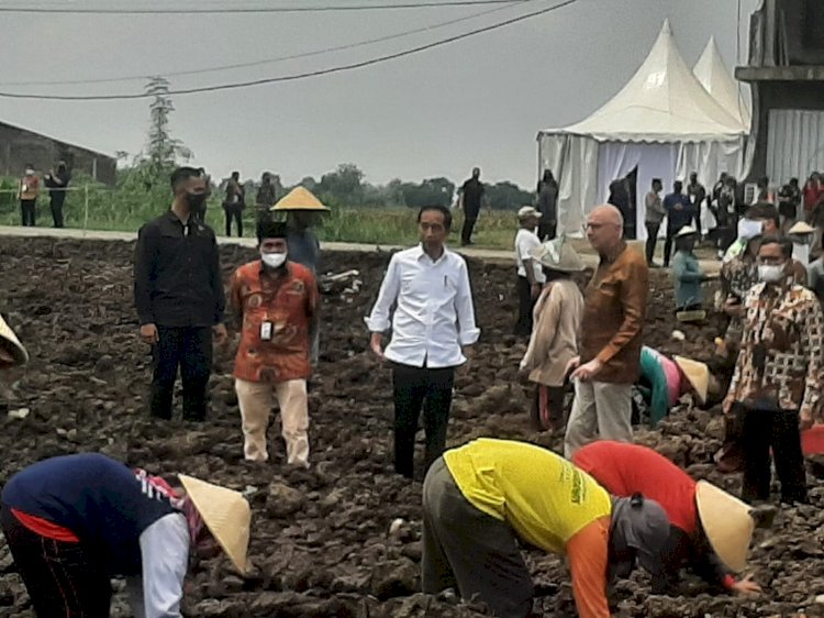 Presiden Joko Widodo saat meninjau lahan tebu nasional/ist